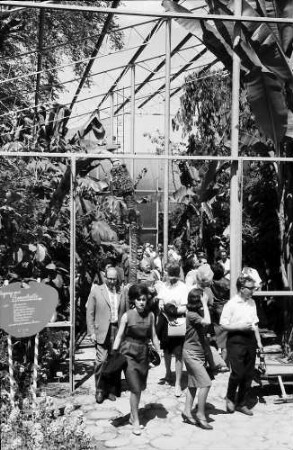 Mainau, Insel Mainau: Pressefahrt mit der DB, Tulpenblüte auf der Mainau; Tropenhalle