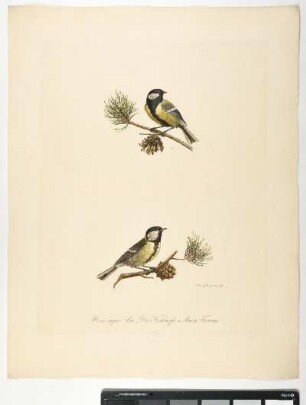 Parus major. Linn. Die Kohlmeise. 1. Mas. 2. Foemina. - Kohlmeise. Parus major; mas. fem. - Zeichner und Stecher: Ambrosius Gabler