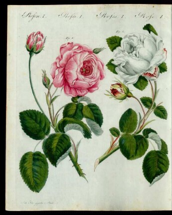 Rosen-Sorten.