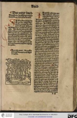 In ytzlicher phlantzen gebort noch bruder Albertus lere syn syben dinge in dy keyne phlantze geboren wirt.