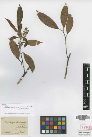 Cryptocarya mandioccana Meisn.