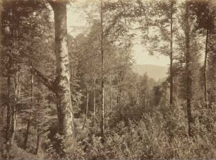Wald im Craufthal