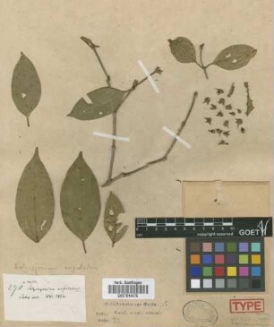 Calycogonium angulatum Griseb.[type]