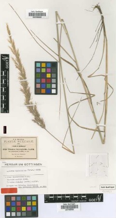 Trisetum deyeuxioides (Kunth) Kunth var. Scribn. ex Beal pubescens[isotype]