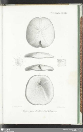 Pl. 964