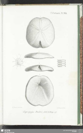 Pl. 964