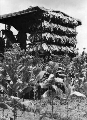 Harvester (Erntemaschine), USA, aus der Serie 'Die Welt des Tabaks'