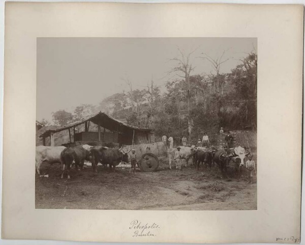 Scène de transport près de Petropolis