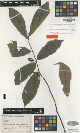 Stenanthera neurosericea Diels [isotype]