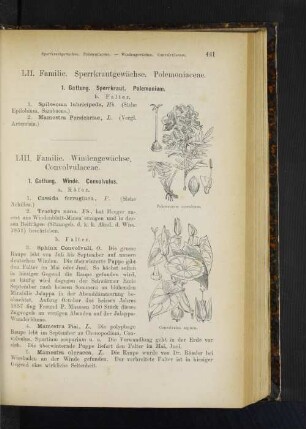 1. Gattung. Winde. Convolvulus.
