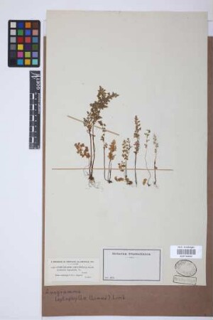 Anogramma leptophylla (L.) Link