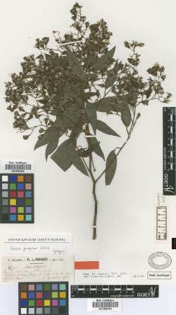 Senecio peregrinus Griseb. [syntype]