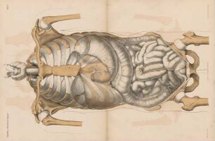 Abdominal-Organe