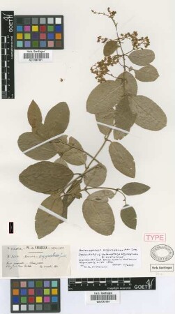 Heteropterys argyrophaea A.Juss. f. Nied. ovata[Isosyntype]