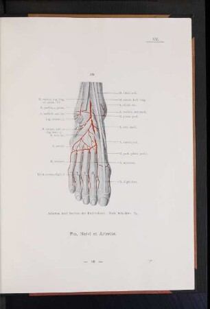 Pes, Nervi et Arteriae.
