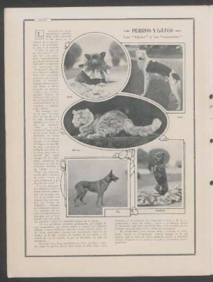 Perros y gatos : Los "bijoux" y las "mascotas"