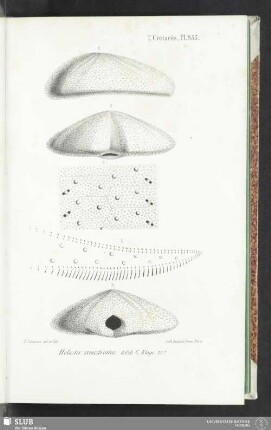 Pl. 853