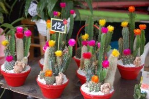 Nizza - Blumenmarkt : Blühende Kakteen auf dem Blumenmarkt an der Oper in Nizza. 2006