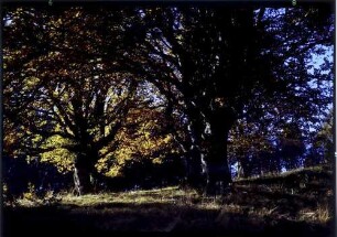Schauinsland: herbstliche Buchen im Gegenlicht