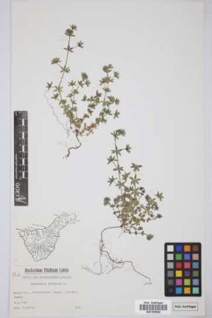 Sherardia arvensis L.