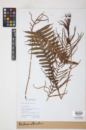 Blechnum attenuatum (Sw.) Mett.