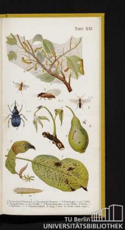 Tafel XXI. 1 Birngespinst-Blattwespe, a Gespinst mit Raupen. - b Birnsauger, c nat. Größe. d Zweigabstecher, e nat. Größe. - f Birntrauermücke, g nat. Größe, h Made. - l Schildlaus. - 2 Pockenkrankheit: k jung, l älter, m Milbe (stark vergr.).