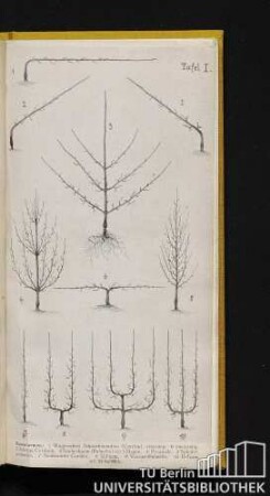 Tafel I. Baumformen: 1 Wagerechtes Schnurbäumchen (Cordon), einamrig ; 6 zweiarmig. 2 Schräge Cordons. 3 Spalierbaum (Palmette) mit 3 Etagen. 4 Pyramide. 5 Spindelpyramide. 7 Senkrechter Cordon. 8 U-Form. 9 Verrier-Palmette. 10 U-Form mit Mitteltrieb.