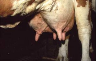 Fotografie: Tierproduktionsverfahren, Milchviehhaltung, Milchkuh