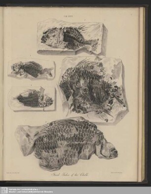 Tab. XXXVI. Fossil Fishes of the Chalk