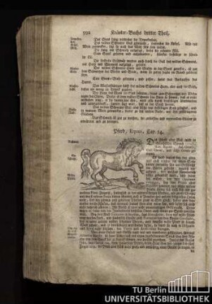 Cap. 24. Pferd, Equus.