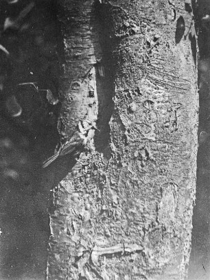 Haubenmeise : Rochlitzer Berg, Haubenmeise (Lophophanes cristatus, Syn. Parus cristatus) vor der Nisthöhle in einem Baum