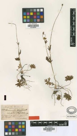 Ranunculus sartorianus Boiss. & Heldr. [type]