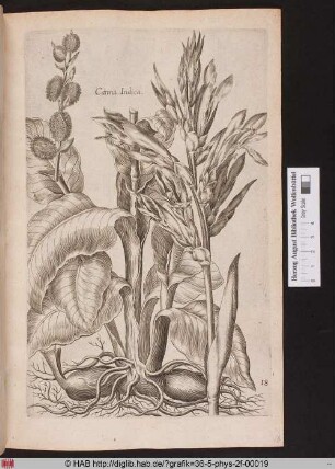 Canna Indica.