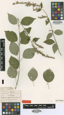 Salvia igualensis Fernald [isotype]