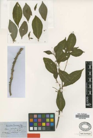 Henriettella tovarensis Cogn. [type]