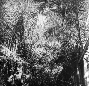 Galleriewald in Kahe am Fuße des Kilimanjaro. Raphiapalmen