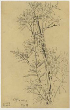 Oleander, Strauch