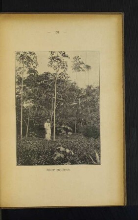 Hevea brasiliensis.