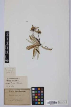 Carlina salicifolia (L.f.) Cav.