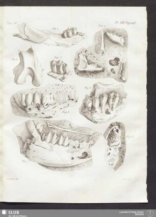 Pl. XIII. pag. 228
