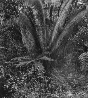 Brasilien. Palme im tropischen Urwald