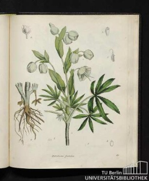 Helleborus foetidus.