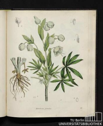 Helleborus foetidus.
