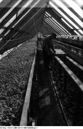 Dresden, Kaditz. Gärtnerische Produktionsgenossenschaft (GPG) Gartenbau Kaditz, Arbeit in den Gewächshäusern, 1959