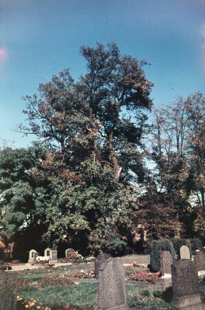 Schloss Tiefenau : Friedhof an der Schlosskapelle Tiefenau (Wülknitz-Lichtensee-Tiefenau)