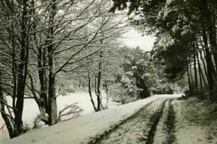 Waldweg im Schnee