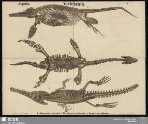 Tafel 44: Vertebrata : Reptilia