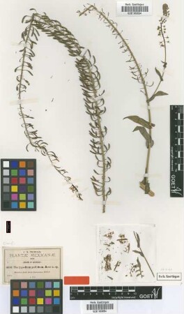 Thelypodium pallidum Rose [type]