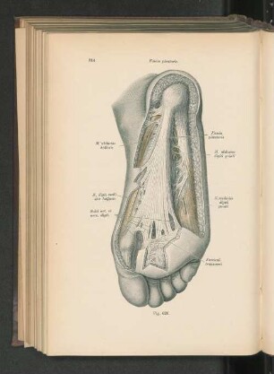 Fig. 626. Fascia plantaris.