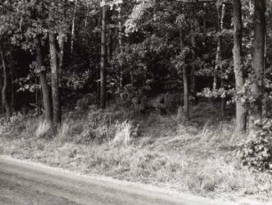Steinkreuz : Königsbrück, zwei Steinkreuze (Tatzenkreuze; D 142 u. D 143) am Straßenrand der Landstraße nach Weißbach nach dem Ortsausgang